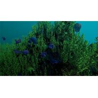 《生态网络》v1.0.0 中文版 Ecosystem